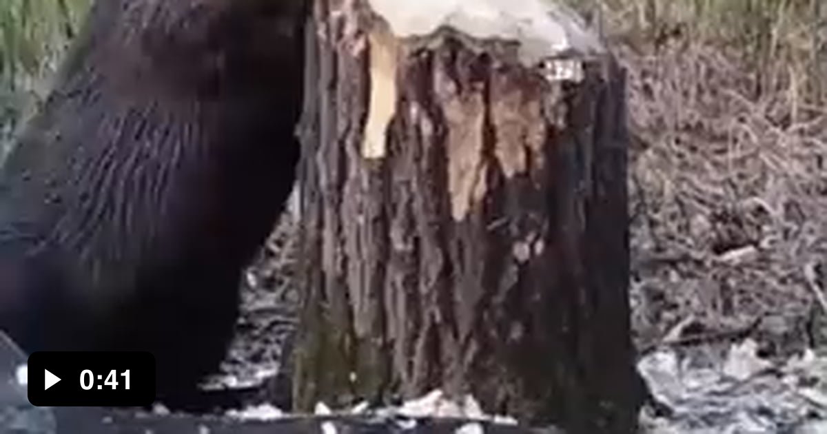 How Beavers Take Down Trees 9GAG   AA0LRqR Ogimage 