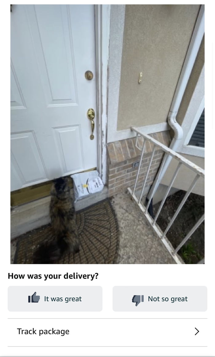 Neighbor's cat helpin the delivery driver 9GAG