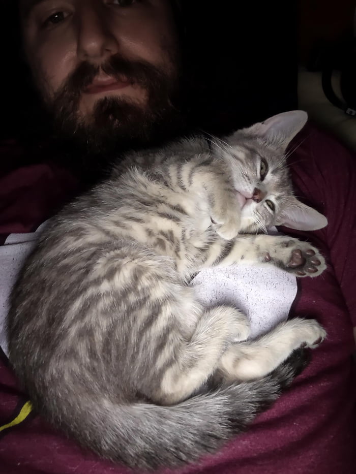 A Day After Adoption, 2 Month Old Tabby. - 9GAG