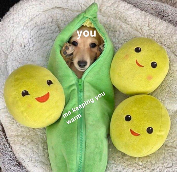 can-you-cuddle-me-all-day-and-night-9gag