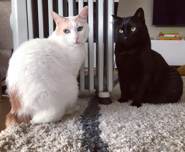 Why cats love heat? 9GAG