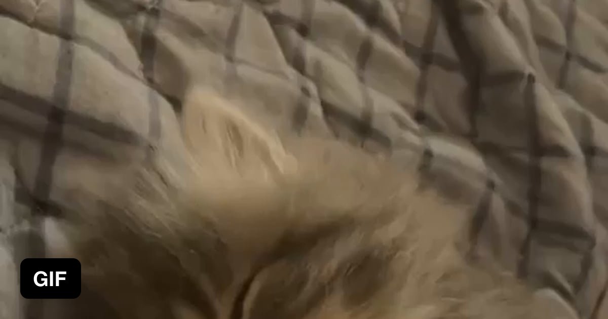 this-sleeping-cutie-twitching-her-paws-in-her-sleep-9gag