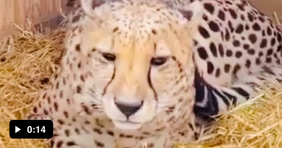 Cheetahs don’t roar they meow 9GAG