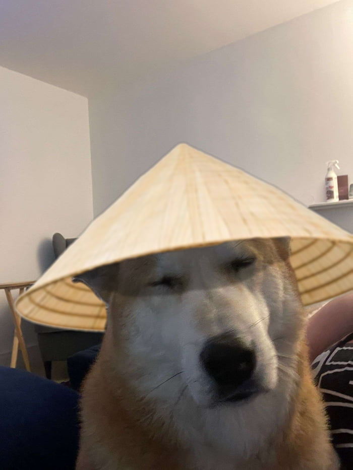 My rice farmer dog 9GAG