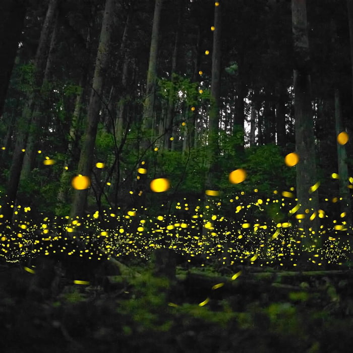 Firefly mating season just started in Hungary - 9GAG