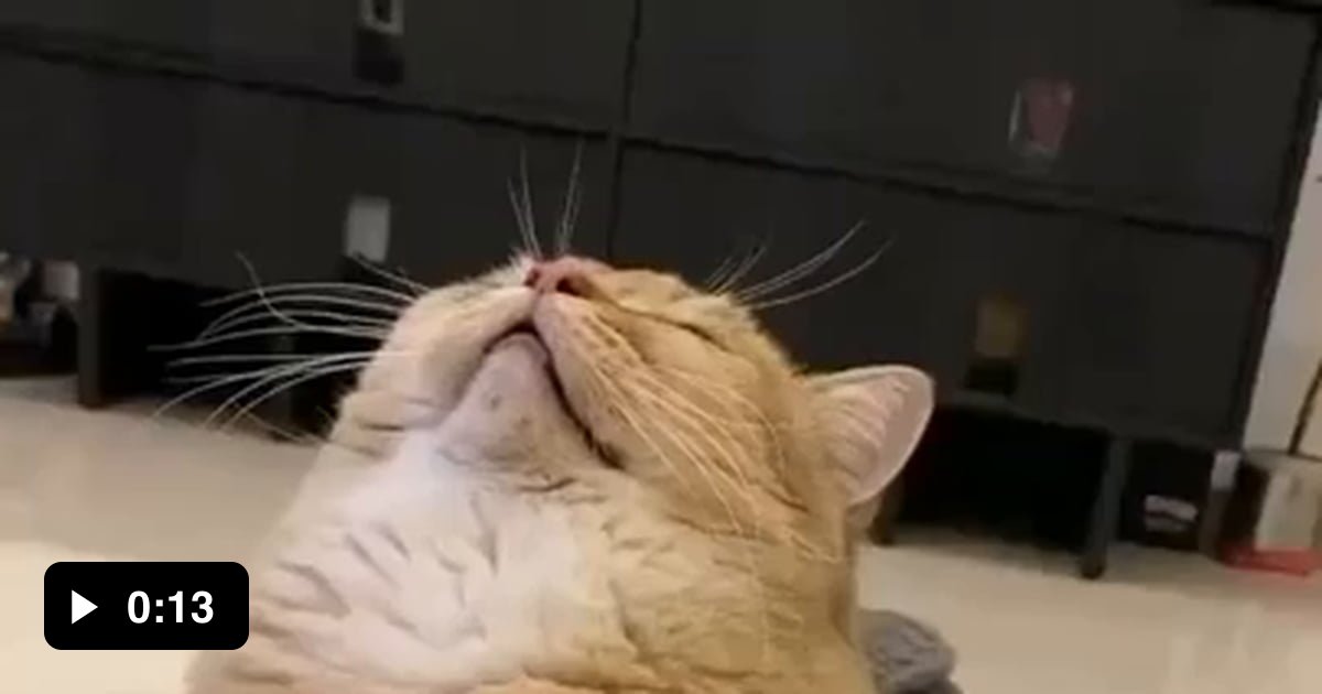 This Cat Snoring 9GAG   AA0eg7E Ogimage 