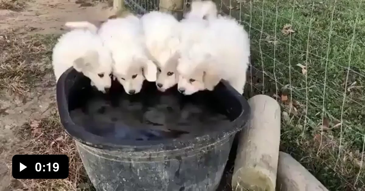 Great Pyrenees pups drinking water. 9GAG