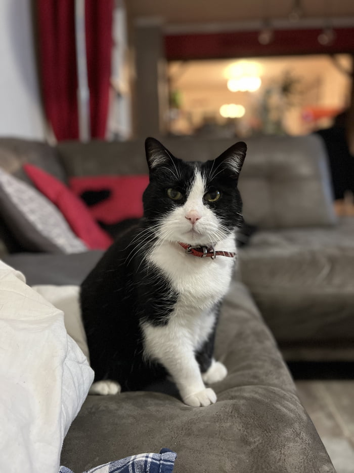 Cat I Love You Gif