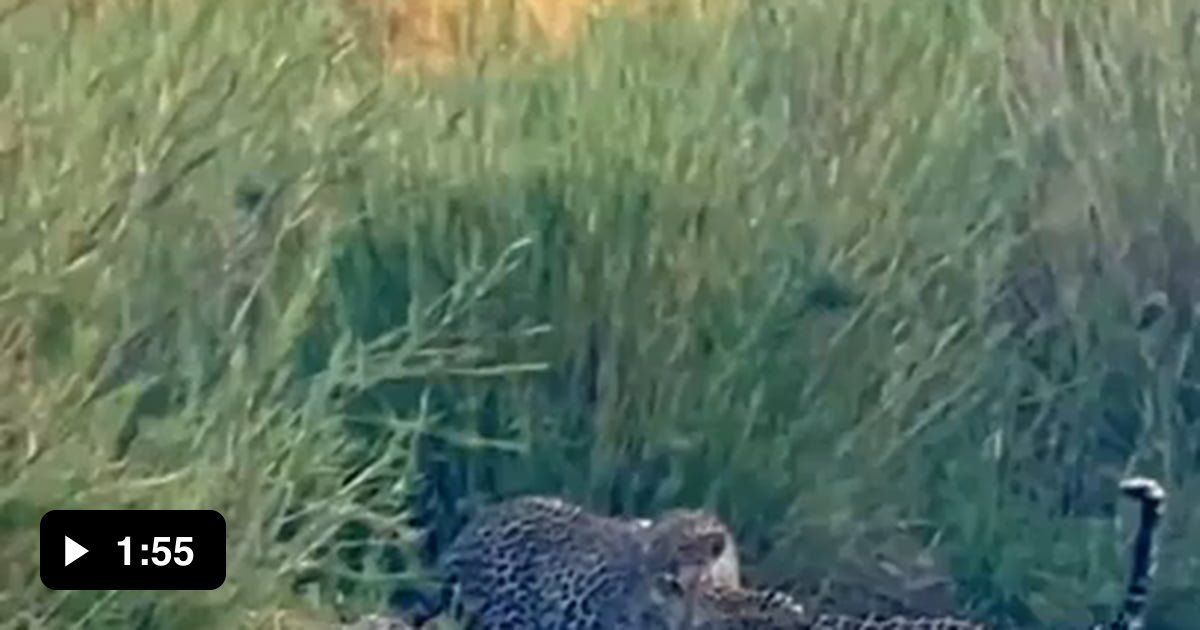 Honey badger fights off 3 leopards - 9GAG