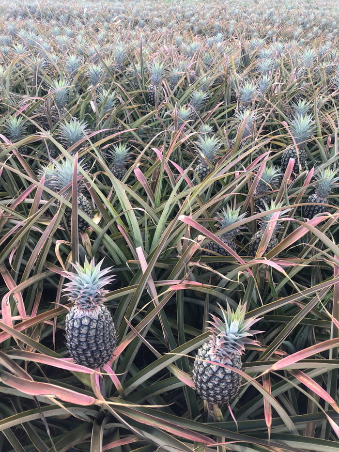 Maui Gold Pineapples about ripe for the picking. 9GAG