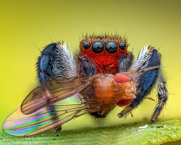 Jumping spider eating fruit fly 9GAG