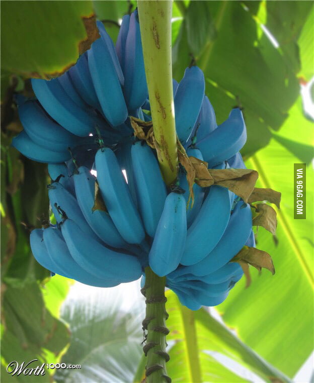 Blue Java Bananas 9GAG