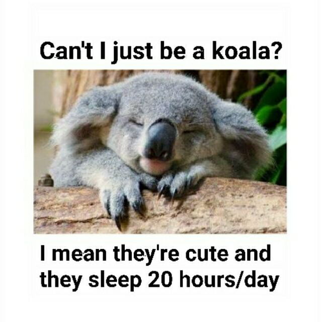 I desperately want to be a koala. - 9GAG