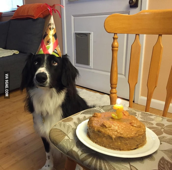 Bear tries to play it cool as he awaits his birthday cake - 9GAG