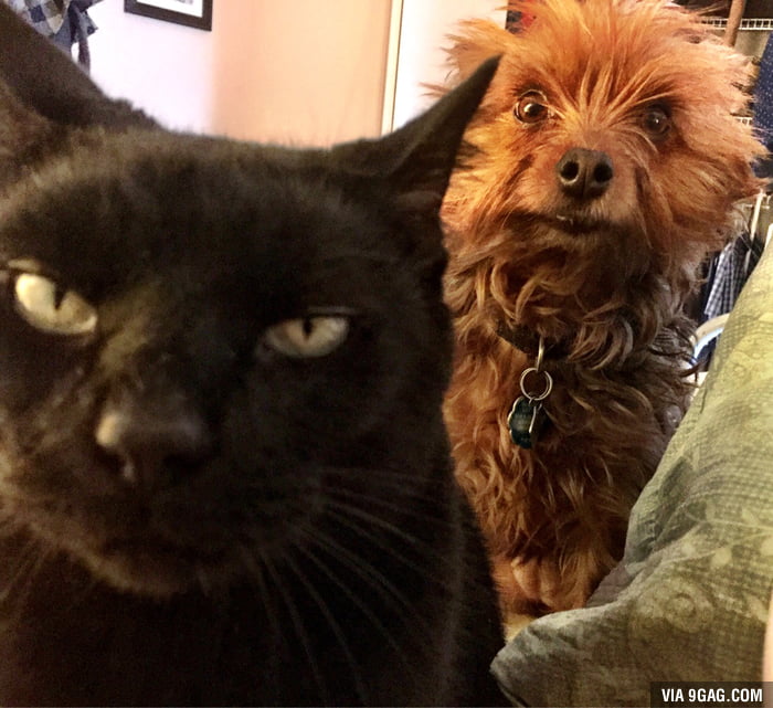 When the cat is plotting to kill you and the dog is trying to warn you