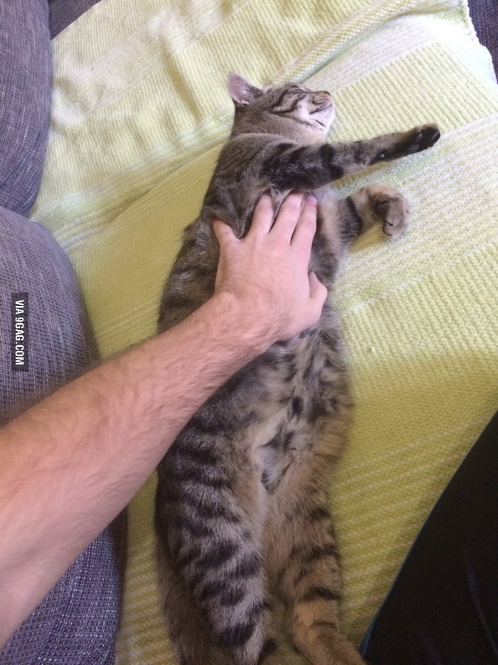 Who said that cats don't like belly rubs? 9GAG