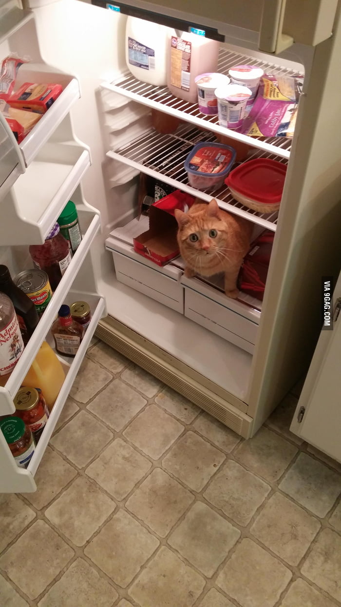 My cat just jumped into the refrigerator. 9GAG