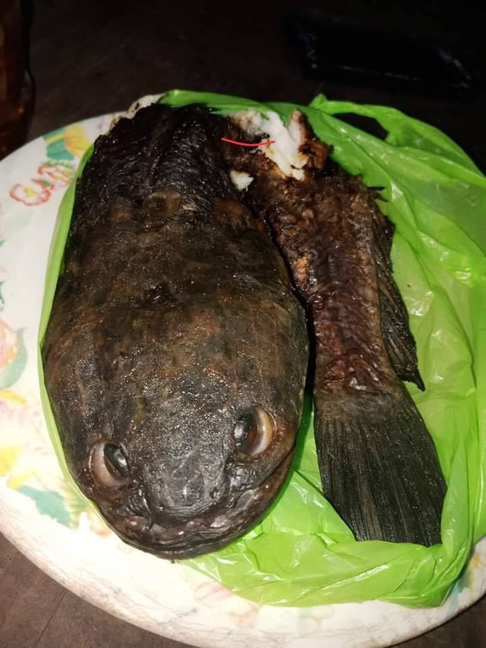 Cooked Blob Fish, Dinkum Wiki