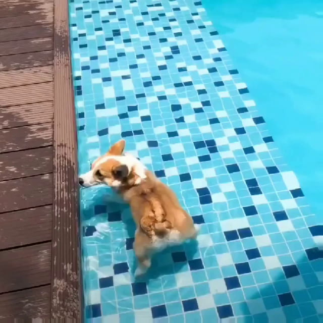 corgi float