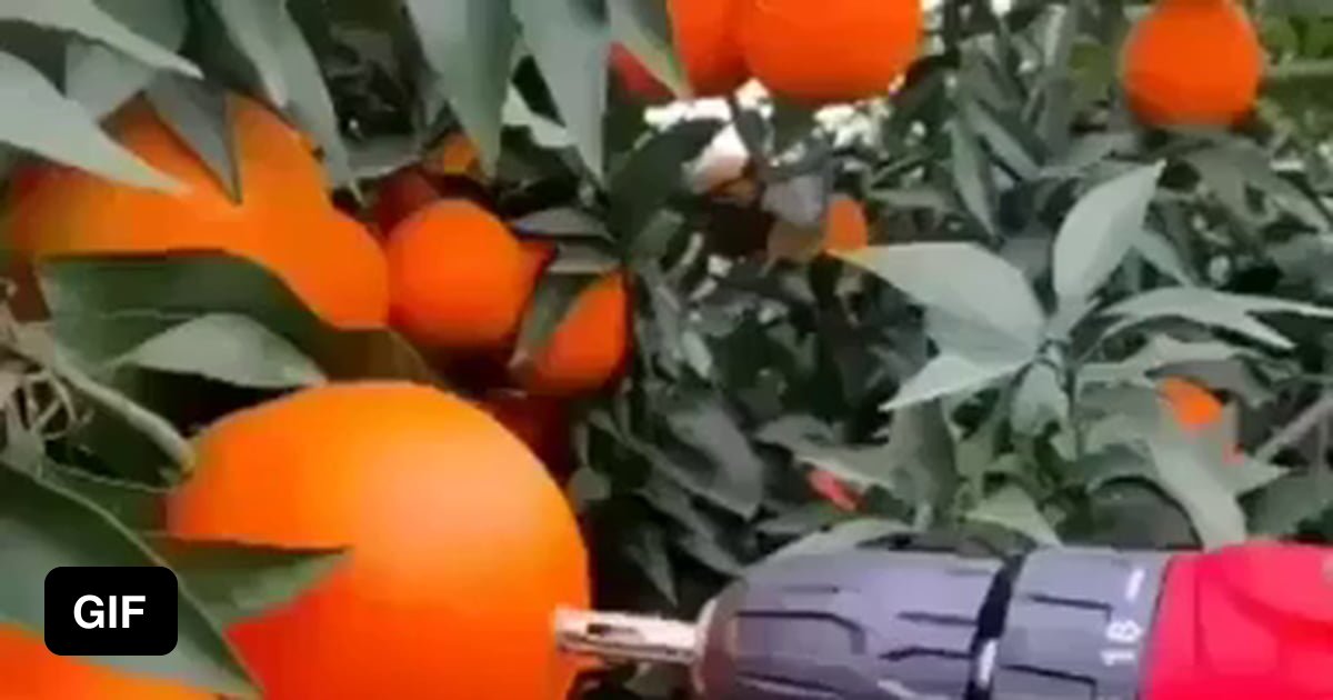 These juicy ass oranges
