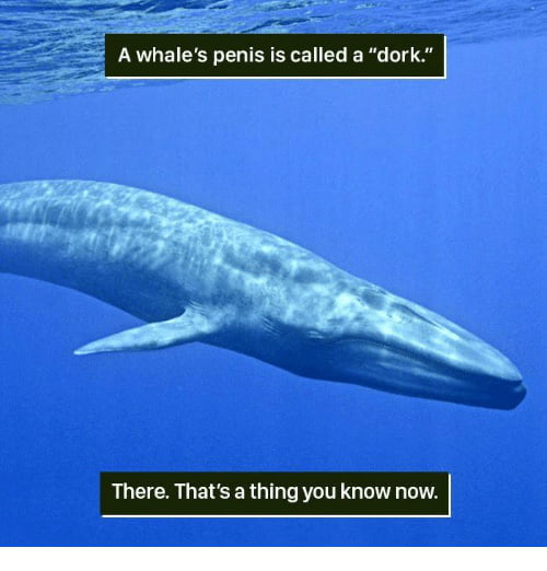 You're whalecum! - 9GAG