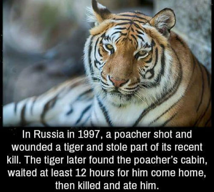 Where is tiger. Русский тигр. Interesting facts about Tigers. Sligar the Tiger.