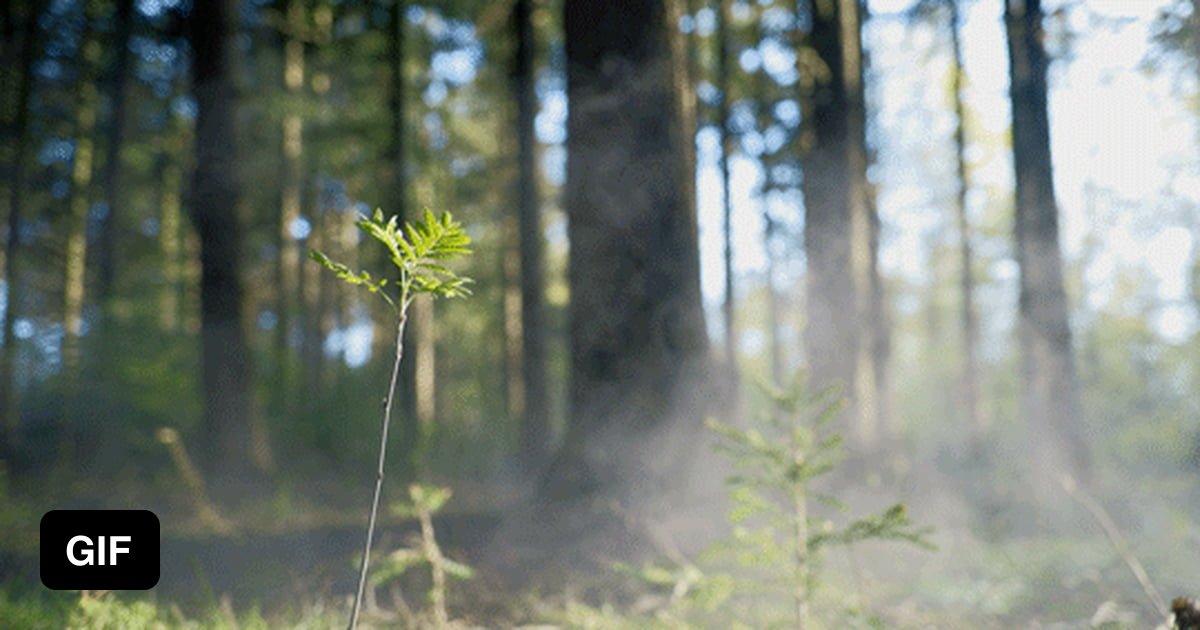 Легонький ветерок колышет травы еще не успевшие. Живая трава. Ветер в лесу. Лес гифка. Деревья качаются.