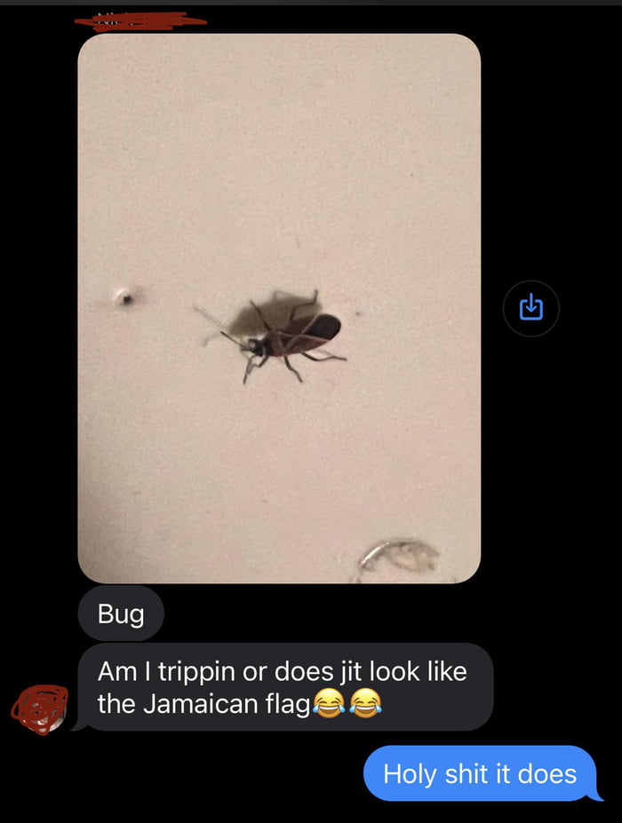 Jamaica Bug. Insect from the depths of the AngloCarribean. 9GAG