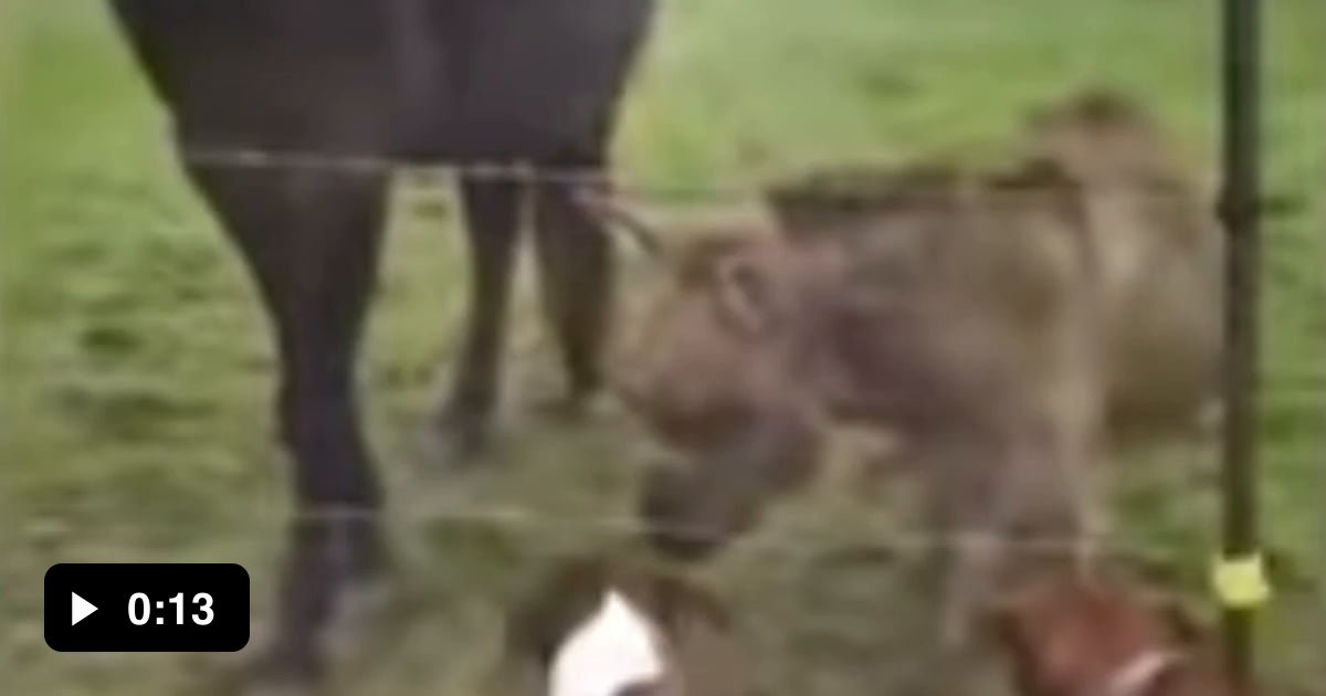 Electric fence makes donkey laugh 9GAG