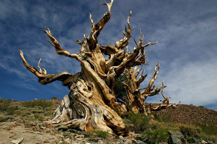 Oldest Tree In The World Methuselah Is A Year Old Great Basin