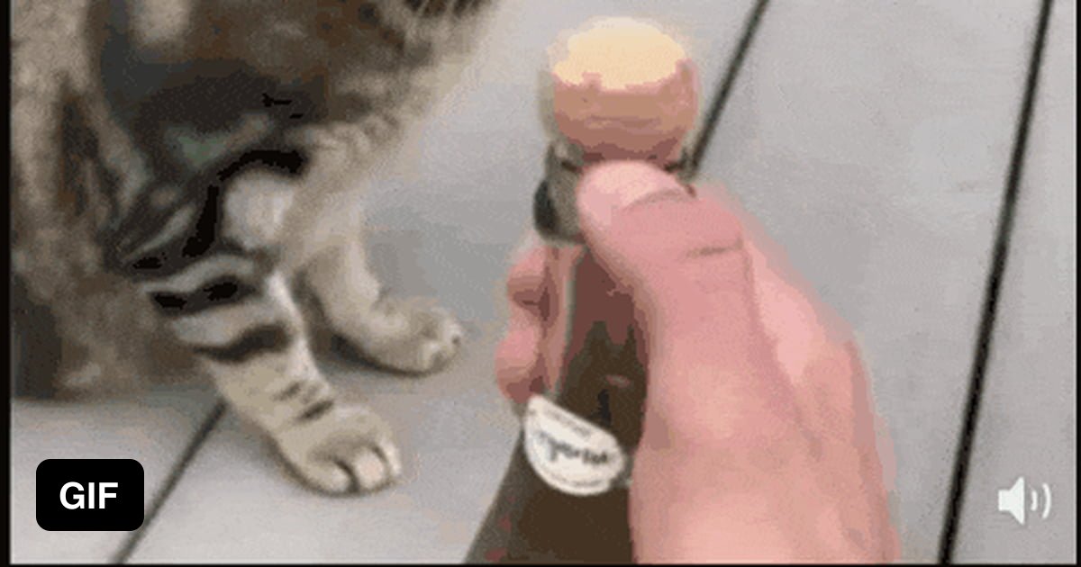 I call this one ‘Chat et champagne’ (cat and champagne) - 9GAG