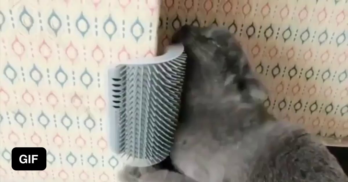 Cat scratching her face and head 9GAG