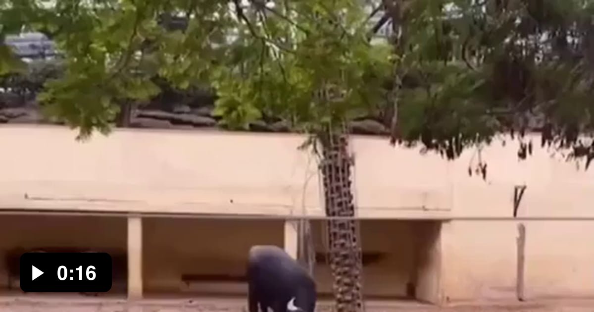 Bull helps turtle rollover and gets round of applause - 9GAG