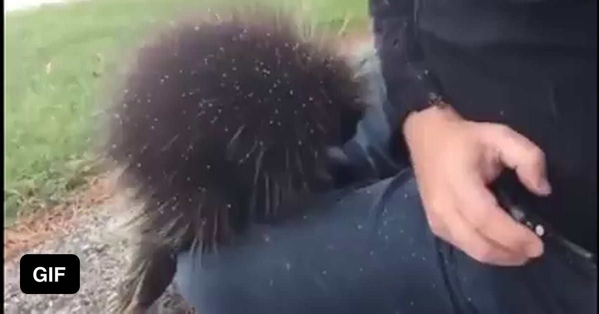 An adult North American porcupine has about 30,000 quills that cover