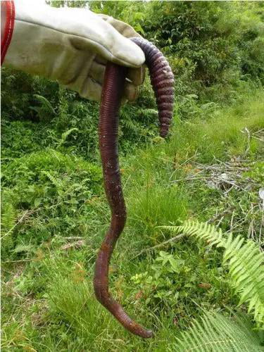 Microchaetus Rappi Or The African Giant Earthworm Is The Biggest Earthworm In The World They 4126