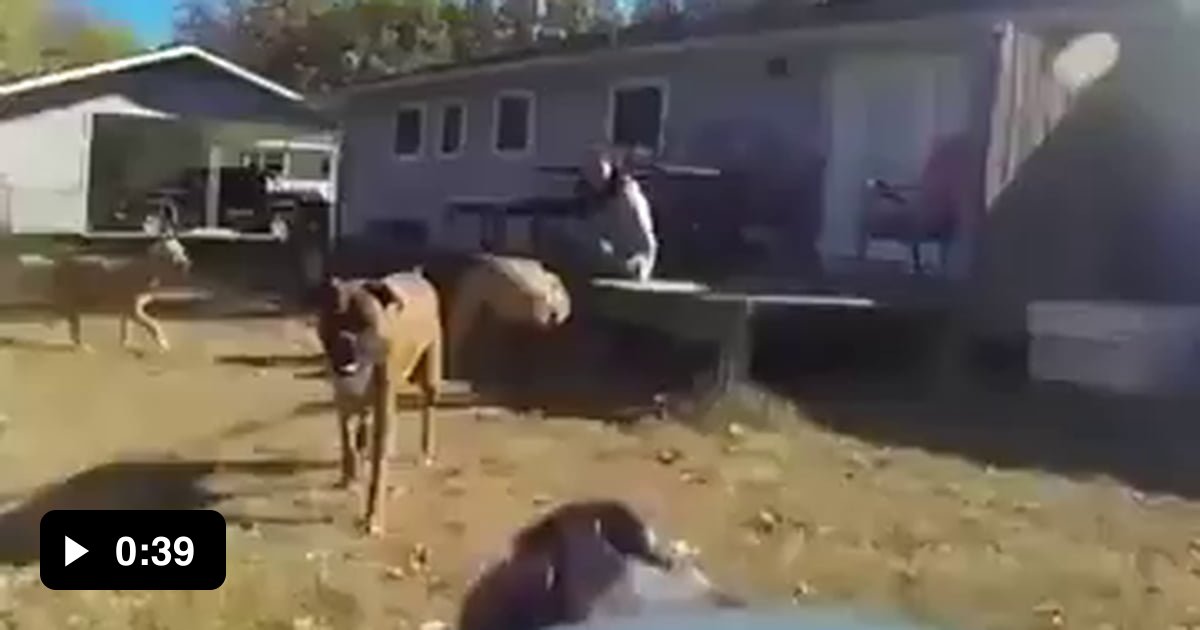 Dog steals Frisbee with a GoPro attached 9GAG