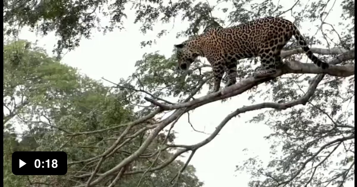 Jaguar jumping from a high tree branch into deep water in an attempt to