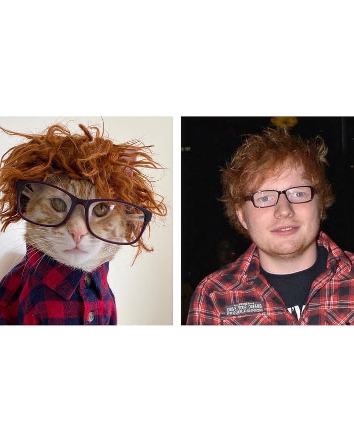 Ed Cat Sheeran - 9GAG