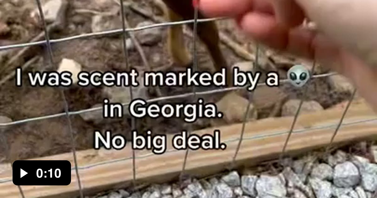 Muntjac deer flares scent glands for TikTok user kinkatopia 9GAG