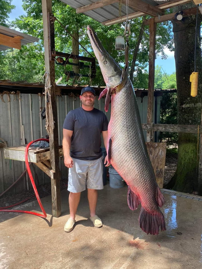 New Toledo Bend record for Alligator Gar. 7'8