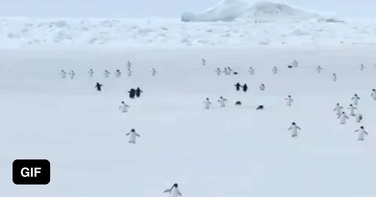 Penguins at 5x Speed - 9GAG