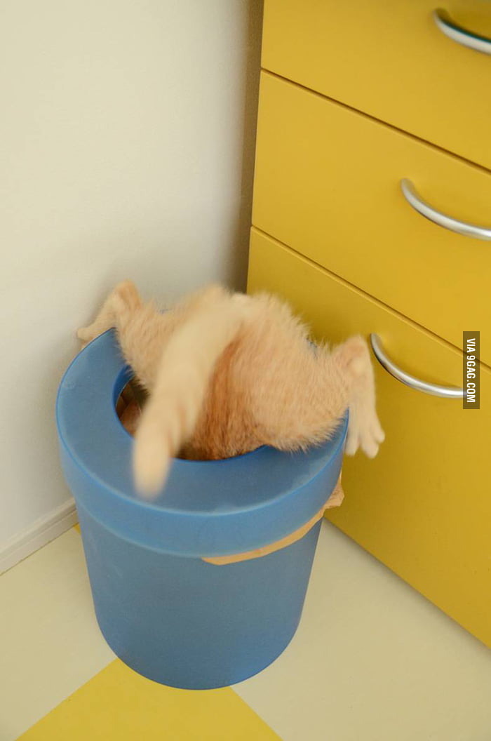 Someone threw away a perfectly good cat. 9GAG
