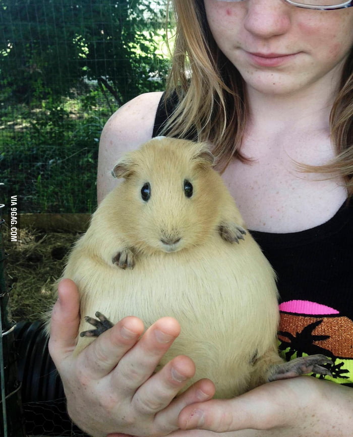 Can Guinea Pigs Get Humans Sick