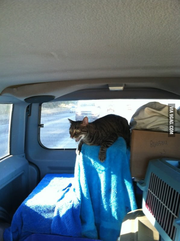 My cat freaks out during car rides. 9GAG