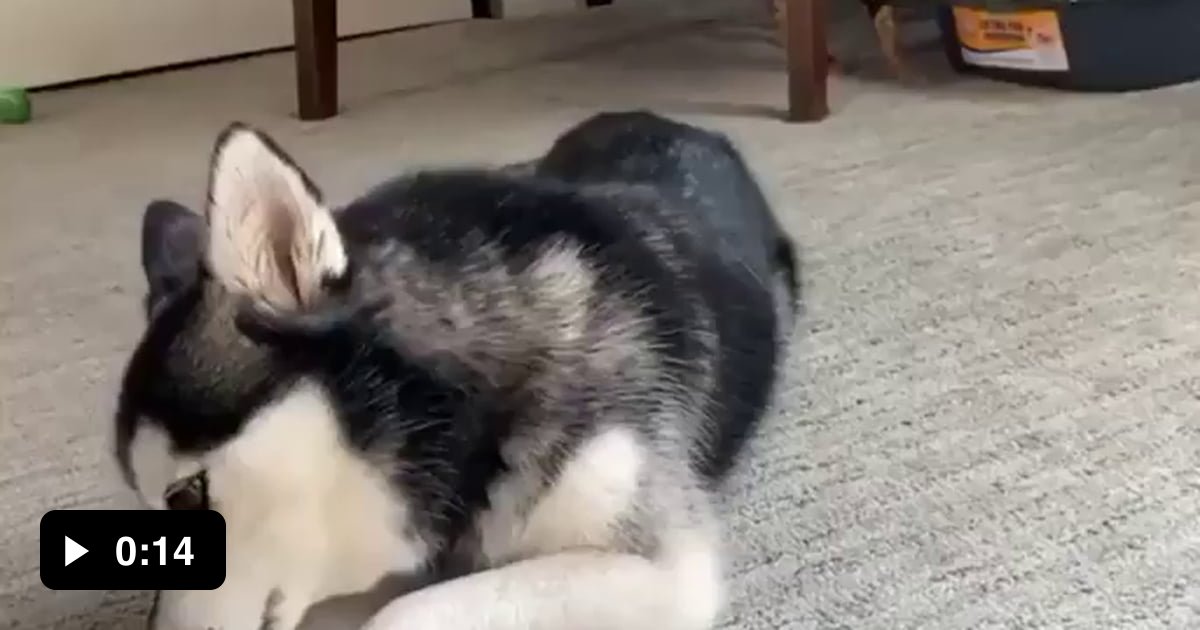 Sneak attack? What sneak attack? 9GAG