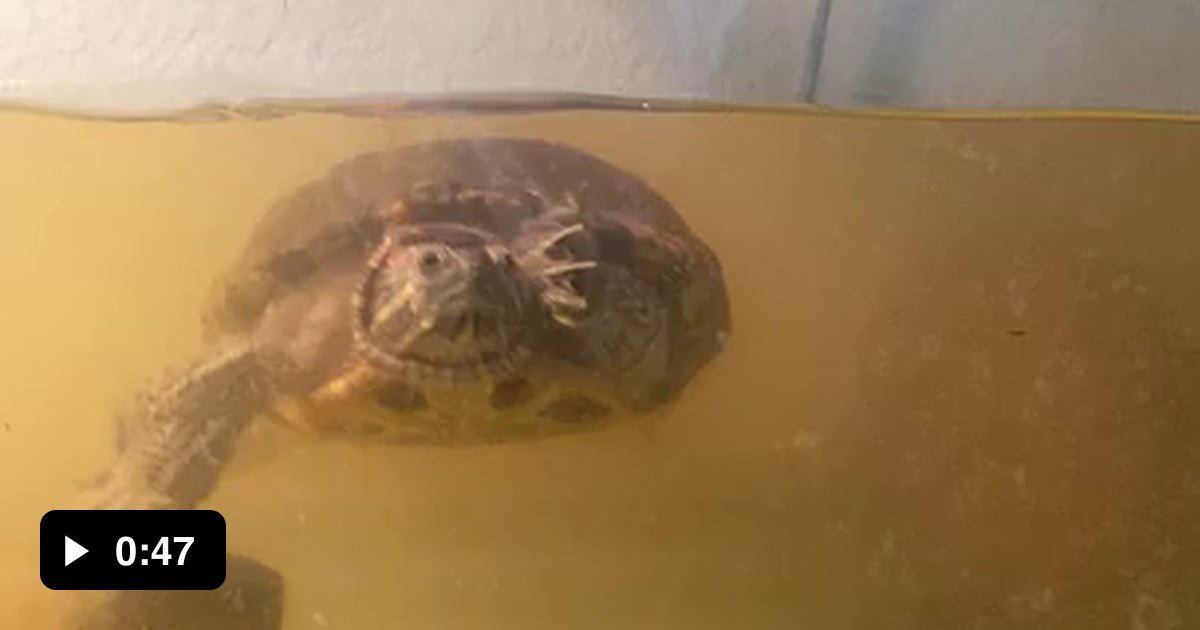 Ninja turtle taps - 9GAG