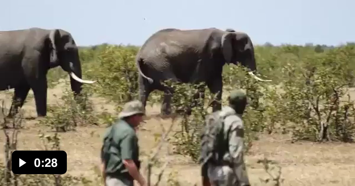 properly-responding-to-an-elephant-mock-charge-9gag