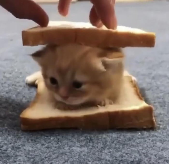 Bread Cat