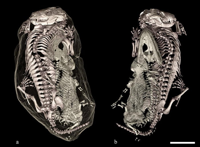 The Triassic Cuddle: 250 Million y/o fossil thought to be the resting ...