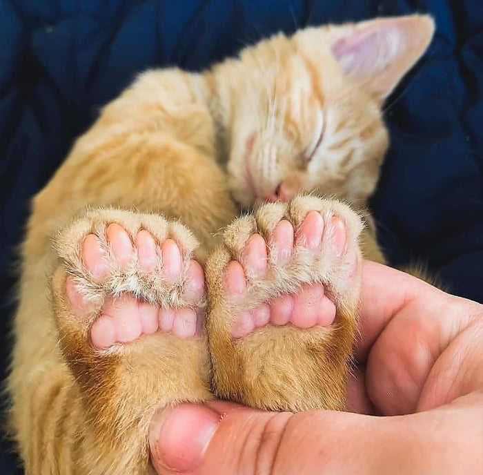 A Cat With Extra Toes 9GAG
